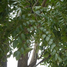 Acrocarpus fraxinifolius, Mundani